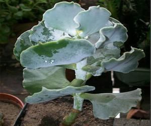 Cotyledon Undulata Profile