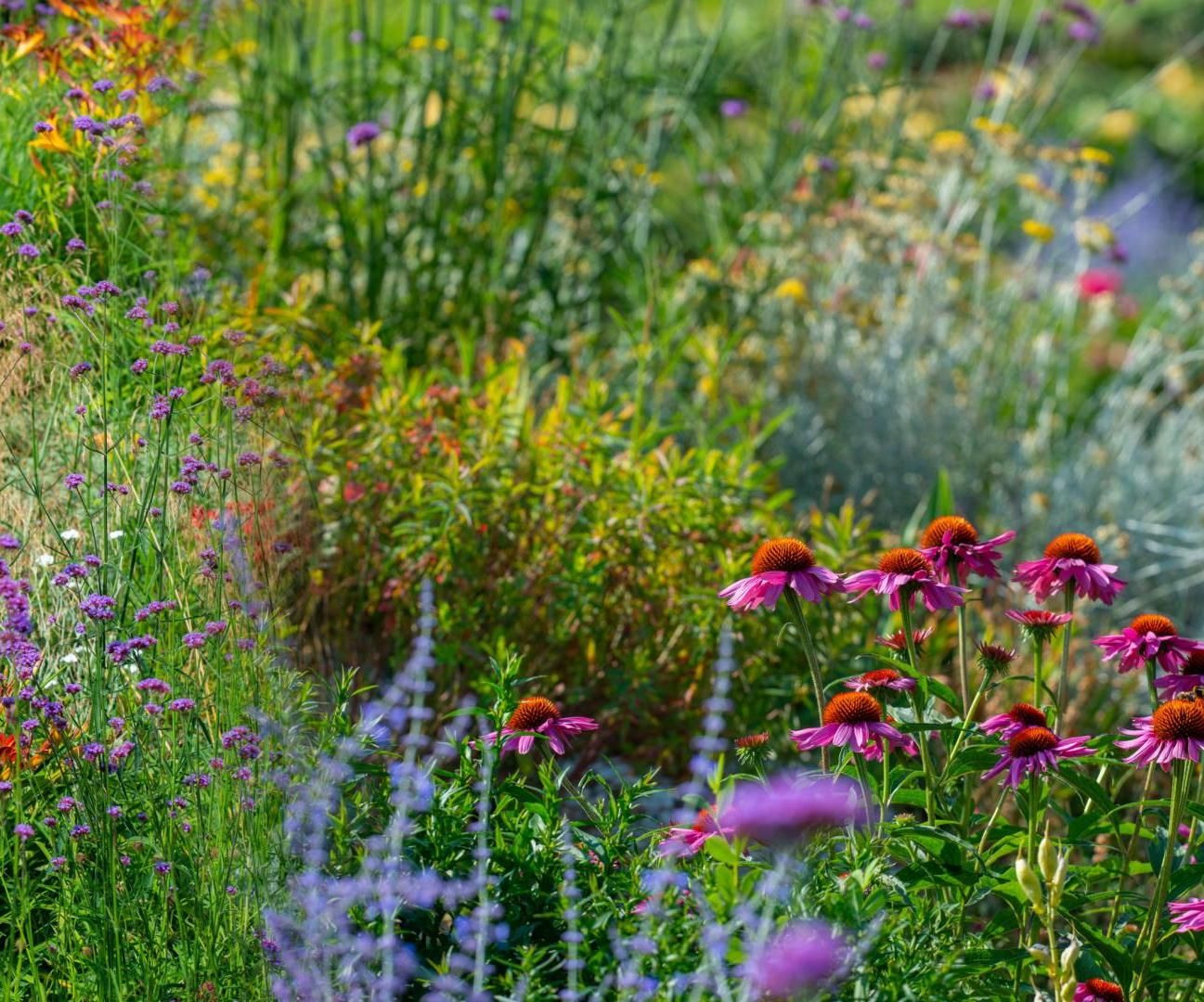 How To Make a Hardy Perennial Garden