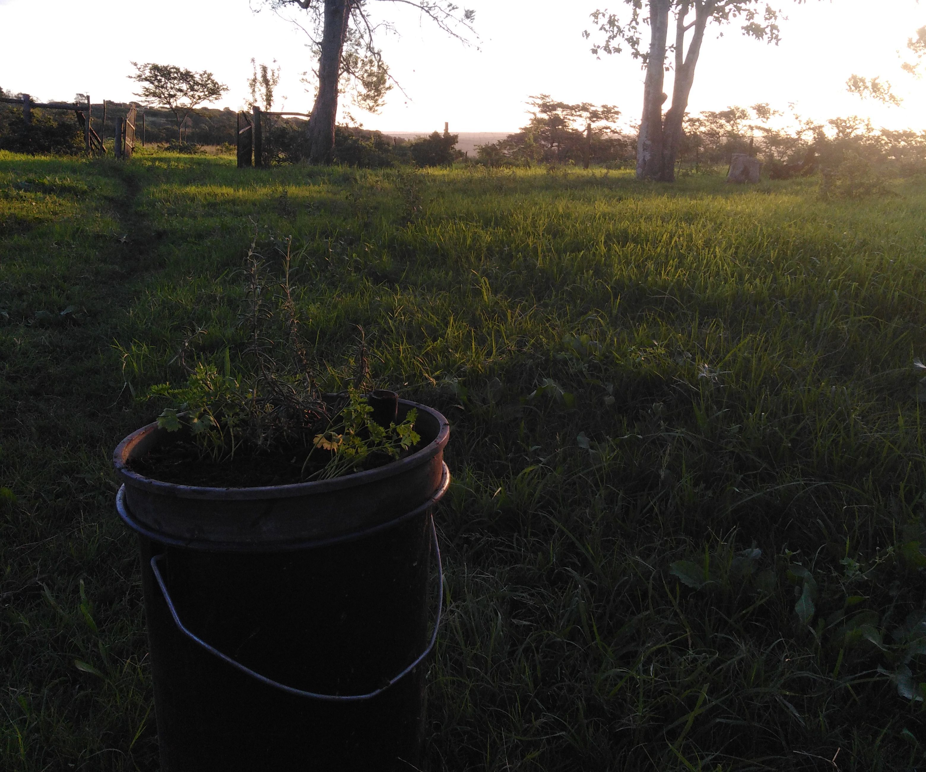 Self-watering Plant System