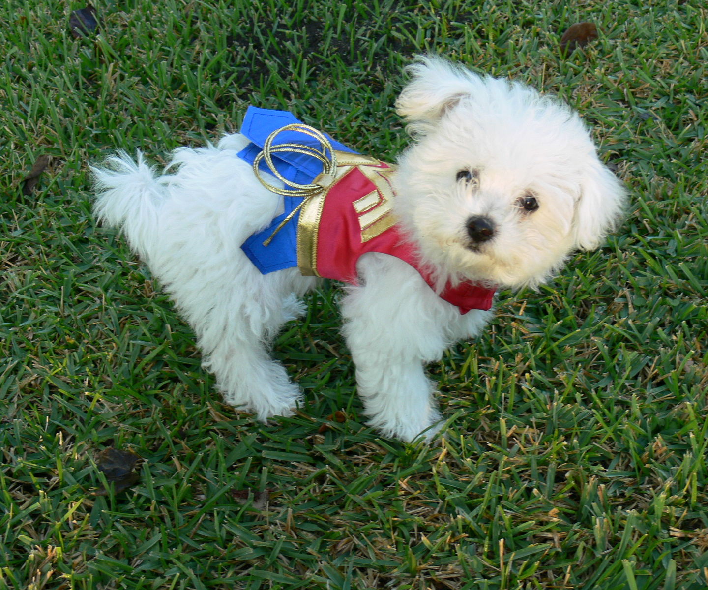 Wonder Woman Dog Costume