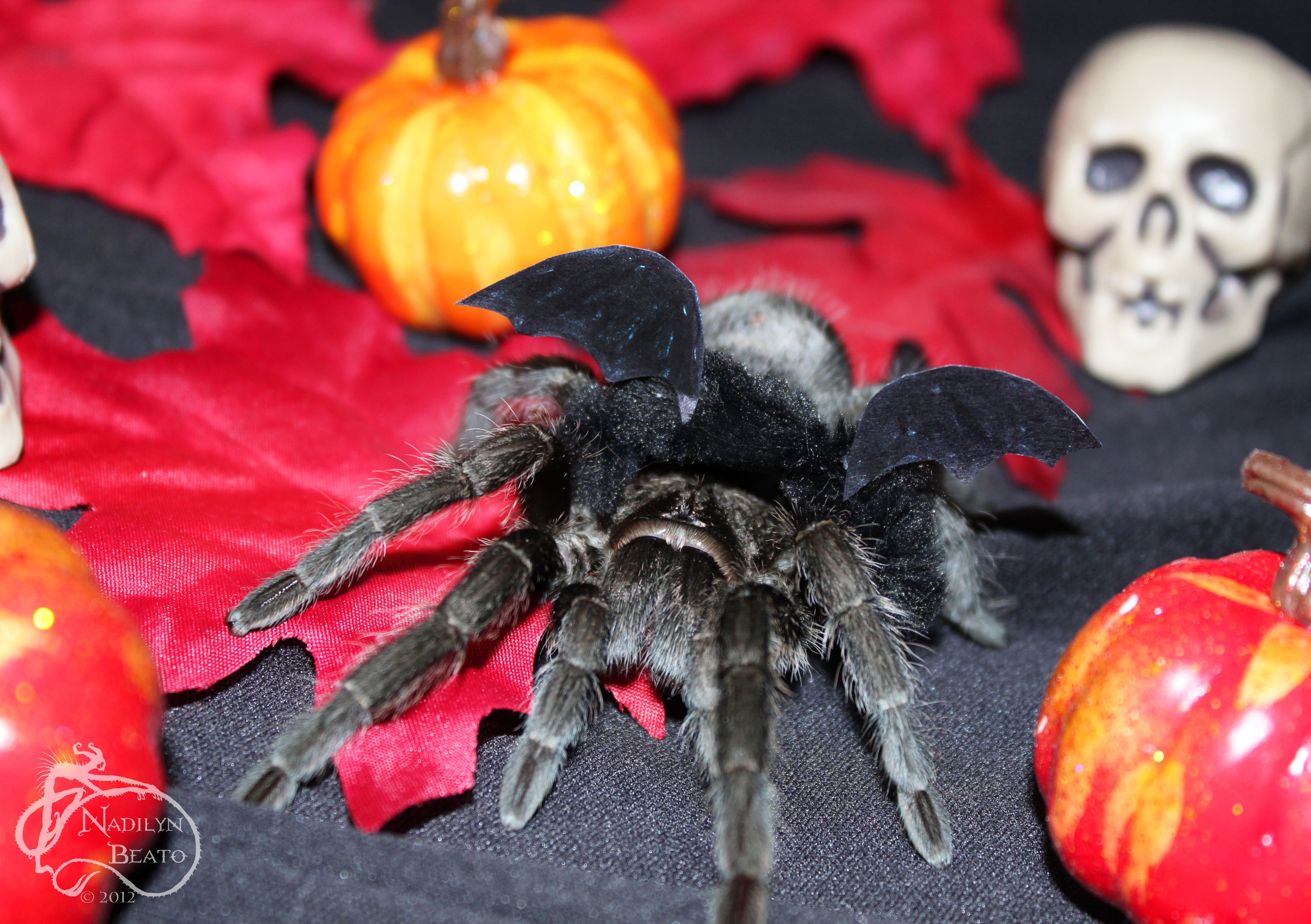 Tarantula Bat Halloween Costume