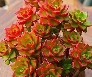 How to Care for Sedeveria Letizia