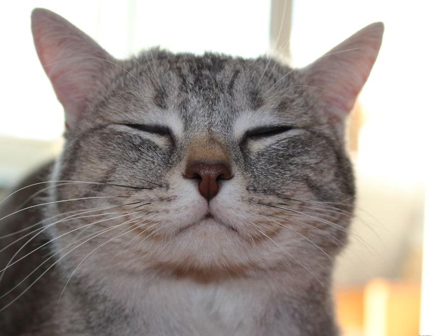Sad Cat Fixer - Automatic Cat Feeder