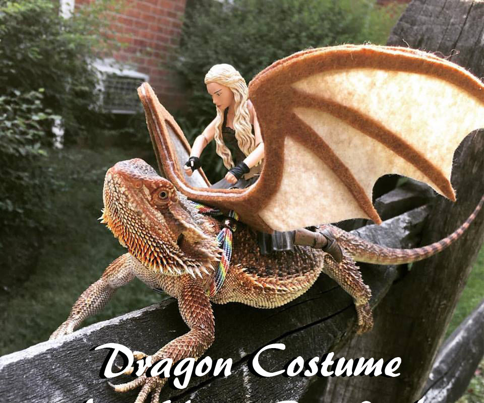 Easy Dragon Costume for Your Beardie!