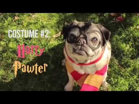 &amp;quot;Hairy Pawter&amp;quot; (Harry Potter) Pet Costume Tutorial