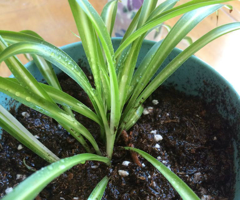 Spider Plants for Free