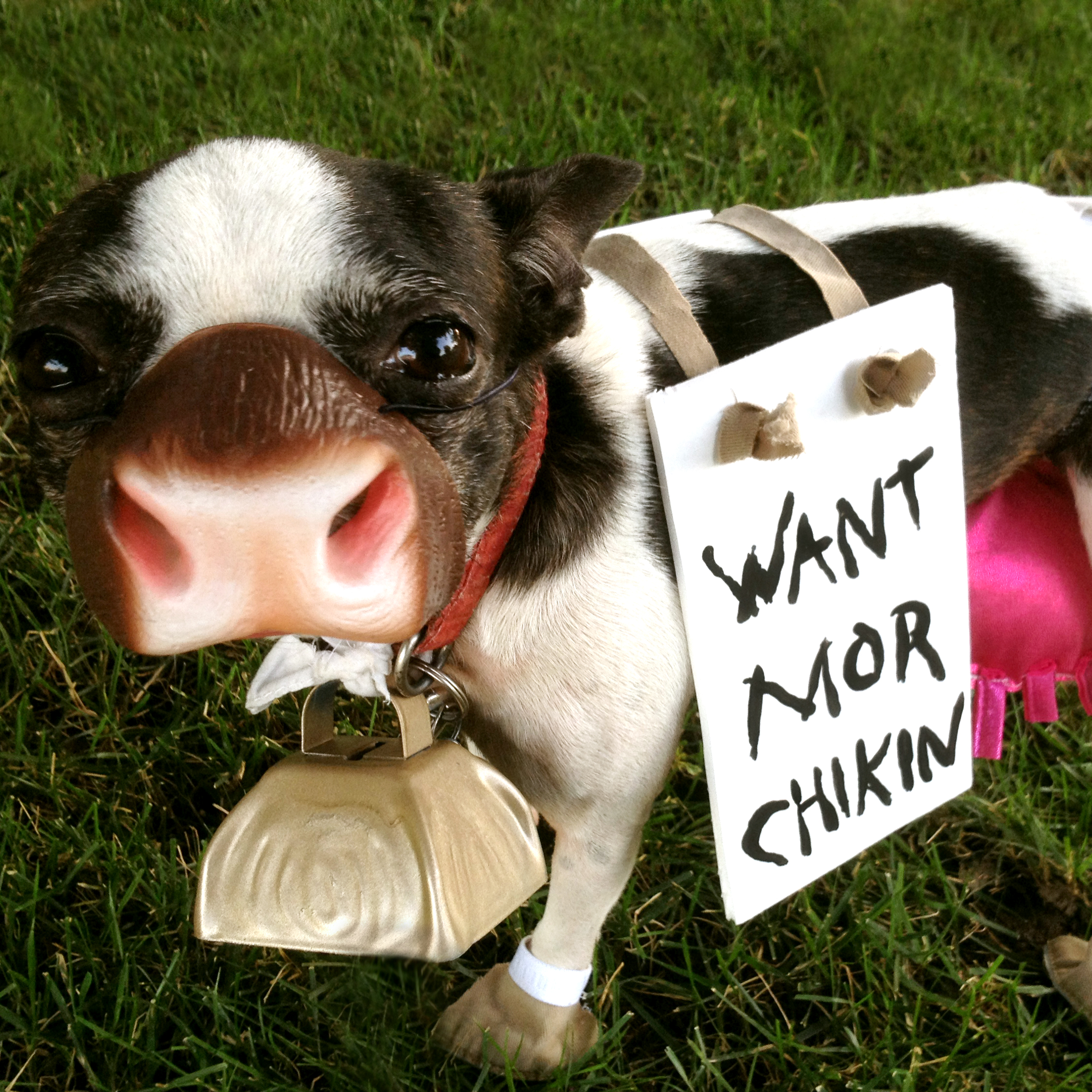 Chick Fil a Dog Costume