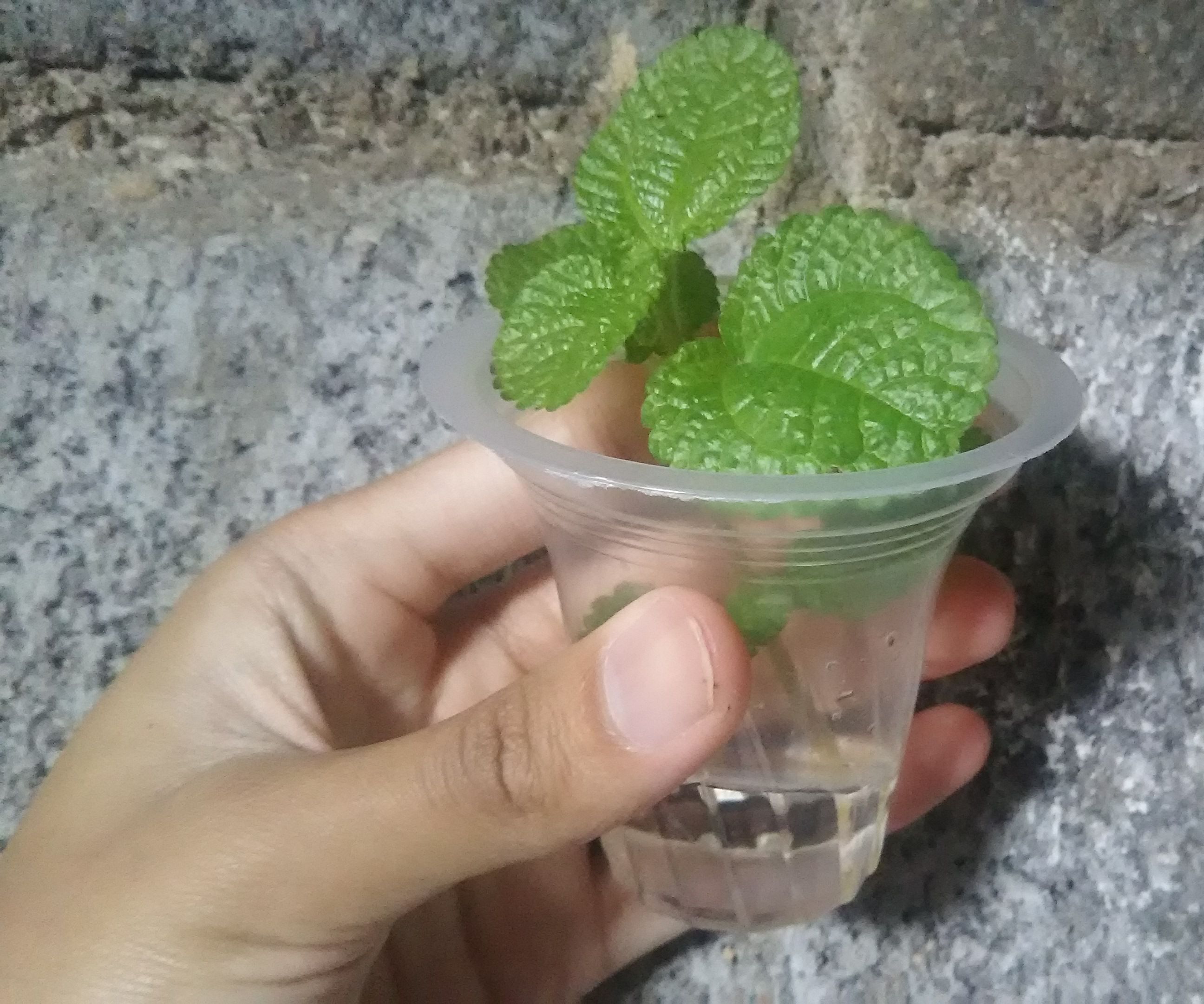 How to Water Propagate Pilea Creeping Charlie (Pilea Nummulariifolia)