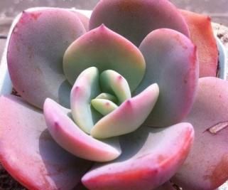 Echeveria Hakuhou Profile