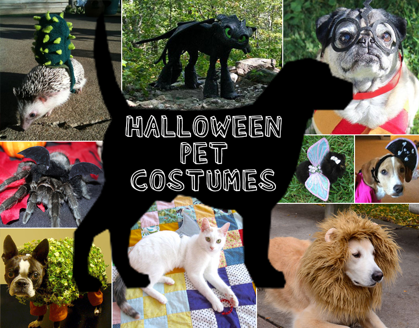 Halloween Pet Costumes