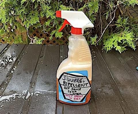 SQUIRREL REPELLENT