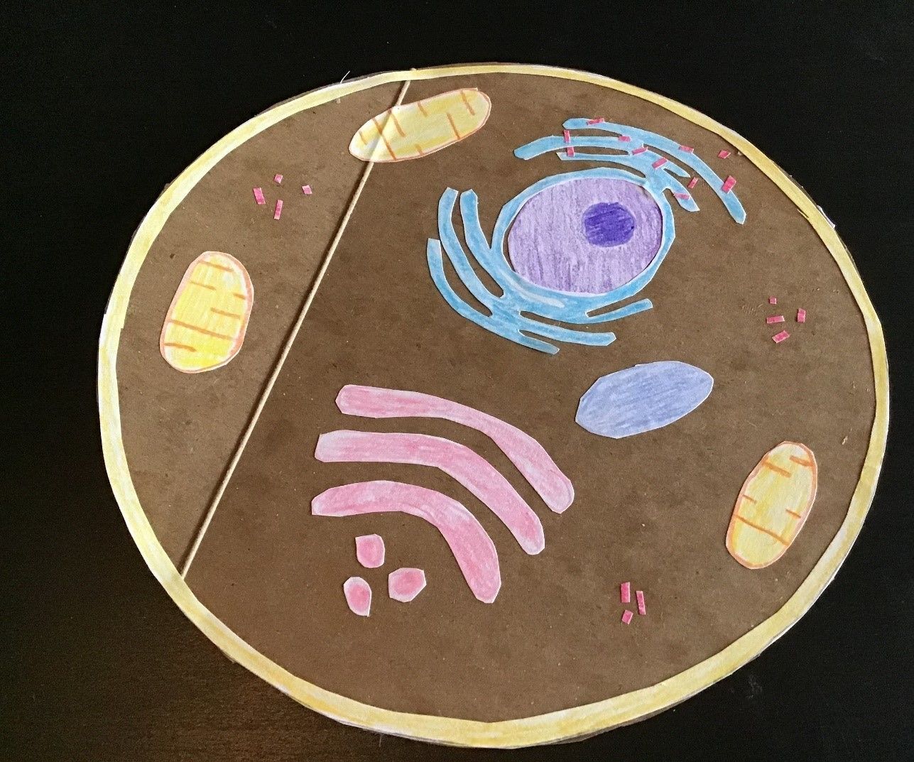 Build a Model of a Human Cell