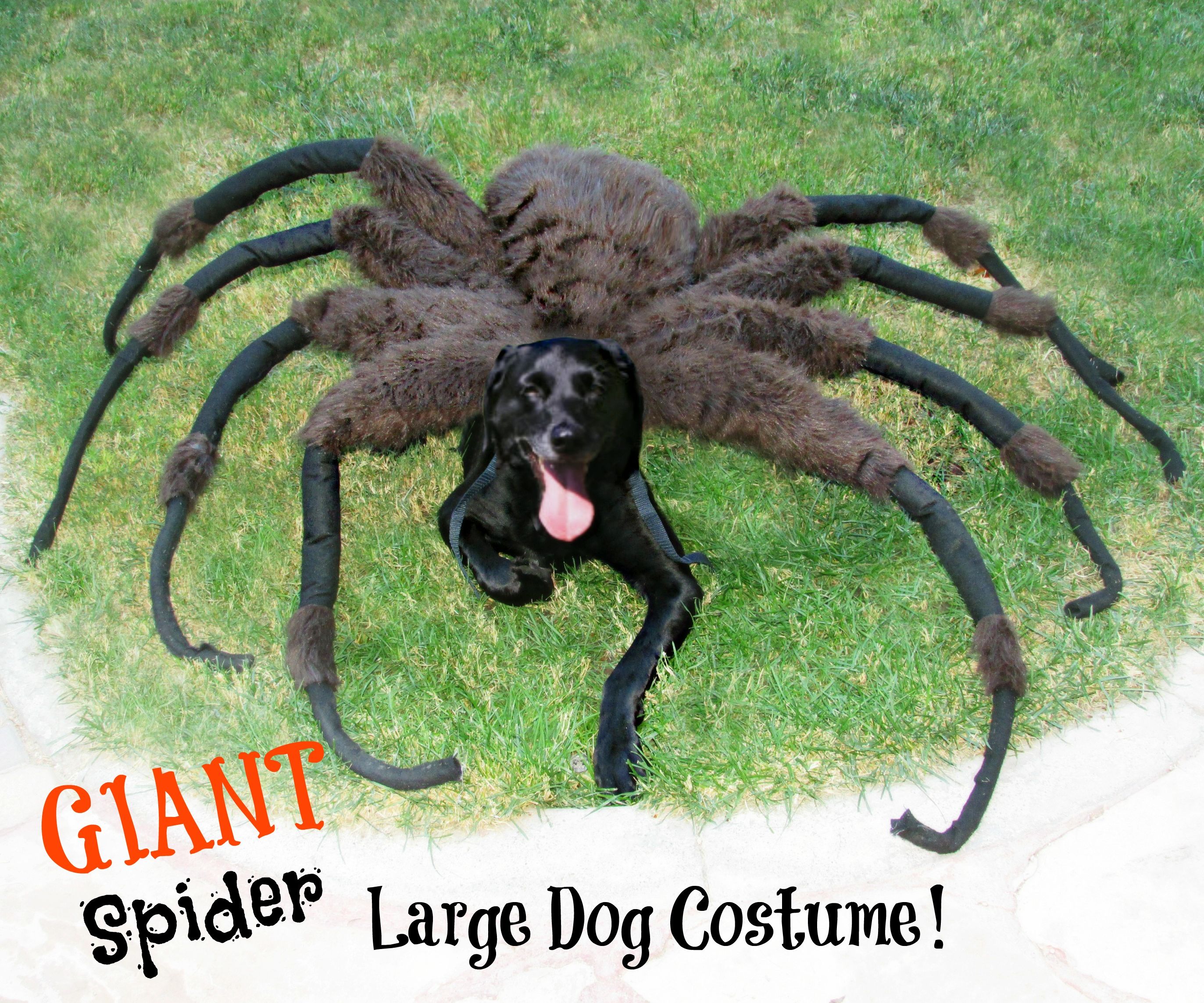 Giant Spider Dog Costume!