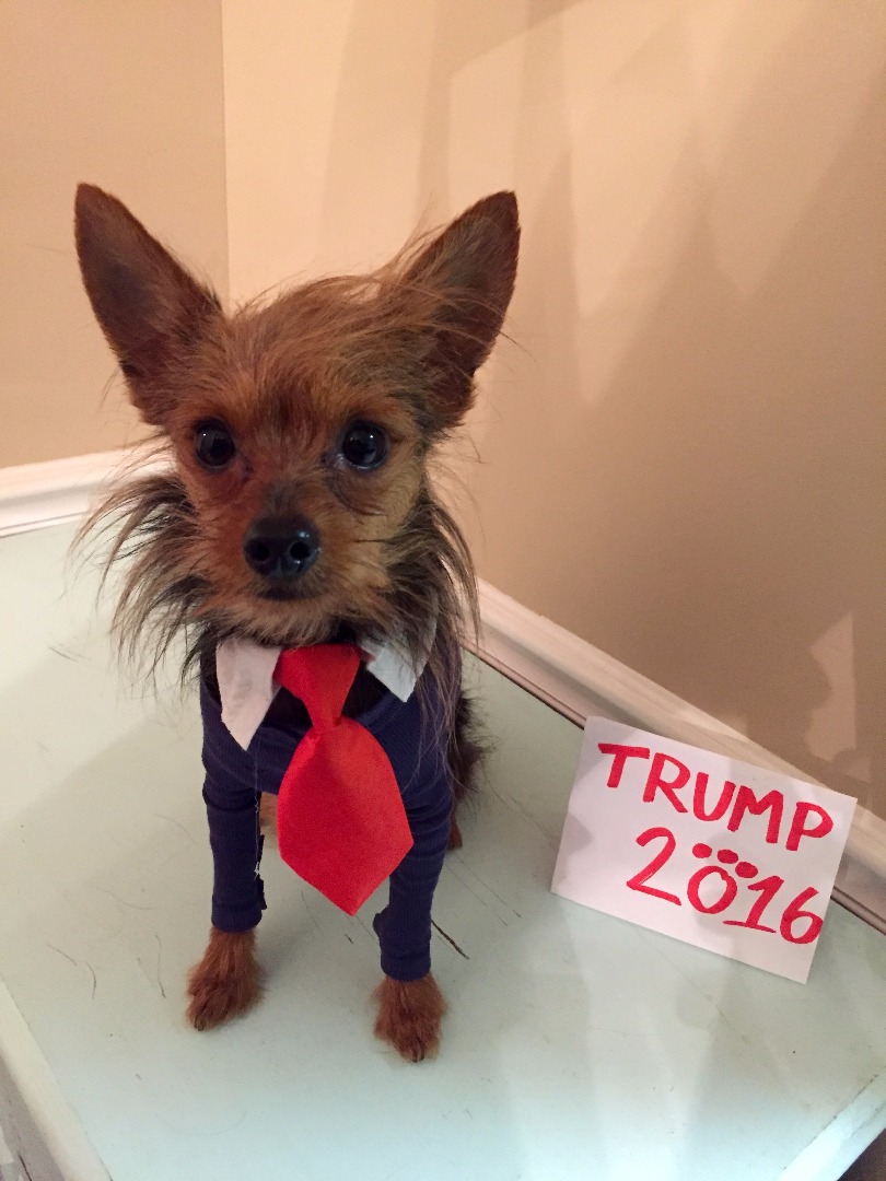 Donald Trump Dog Costume