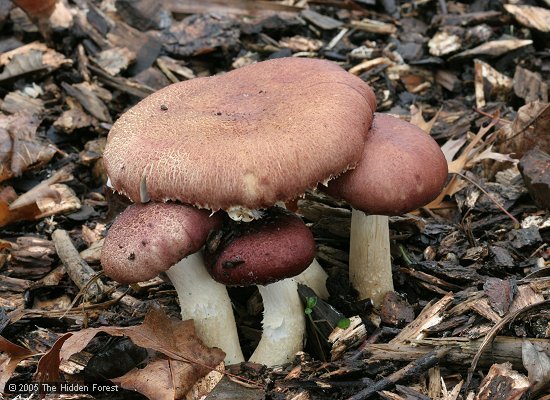 How to Start Your Very Own Garden Giant Mushroom Patch!