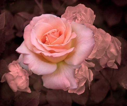 How to Grow Rosa Chinensis Jacq