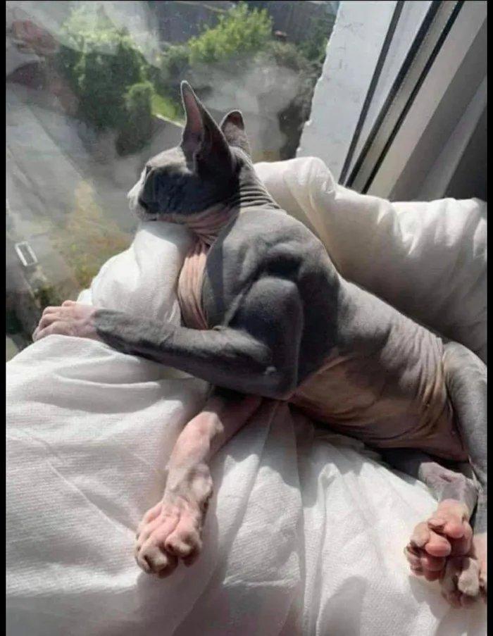Sad Cat Fixer