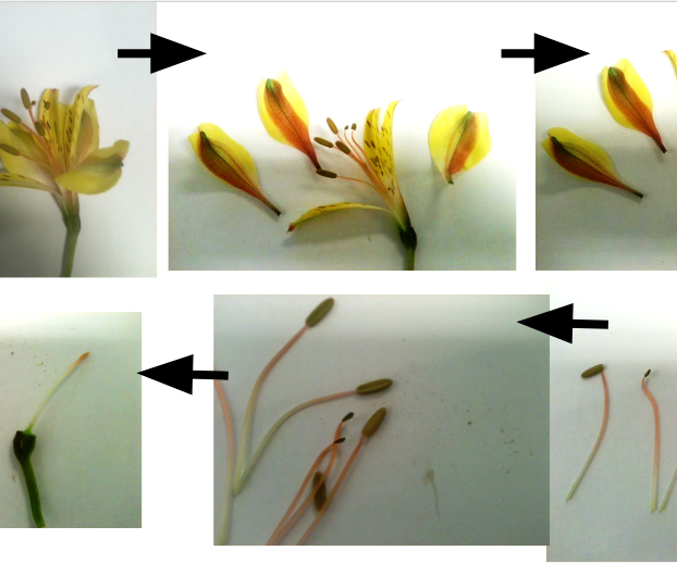 Tear It Up and Tape It - Middle School Flower Dissection Lab