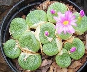 How to Care for Lithops Optica Rubra