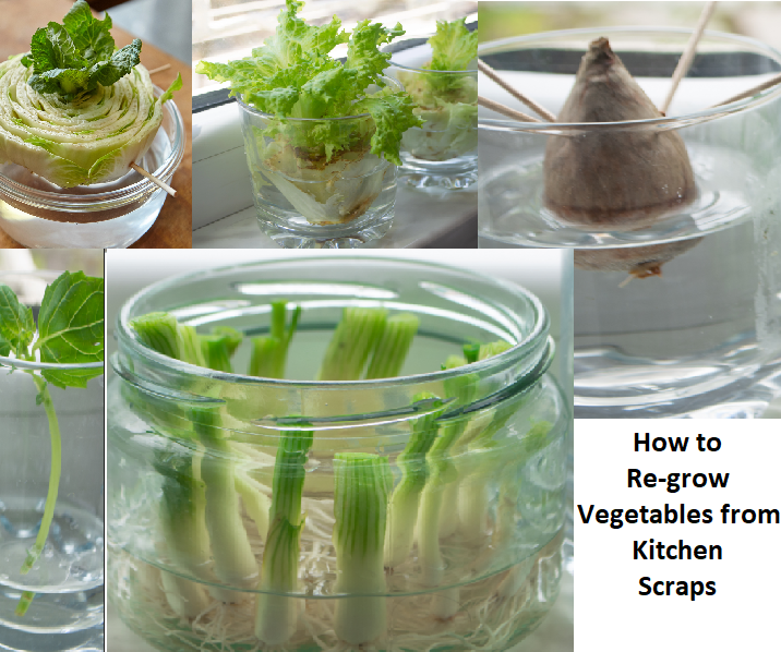 Indoor Gardening 101: How to Re-Grow Vegetables Using Kitchen Scraps
