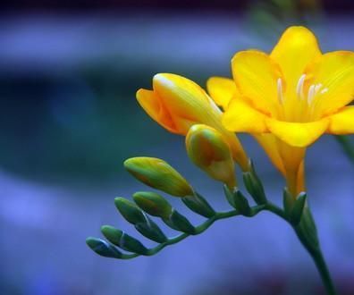 How to Grow and Care for Freesia Indoors