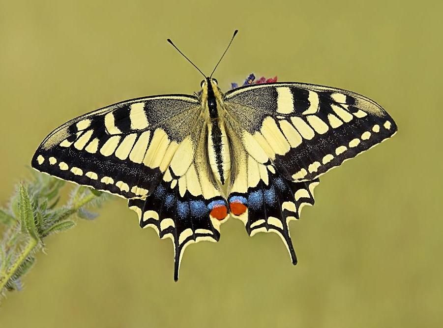 How to Grow Papilio Machaon at Home and Send Them Free