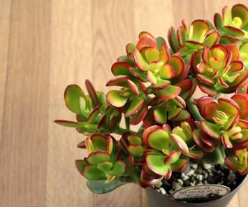 Crassula Portulacea (jade Plant) Profile