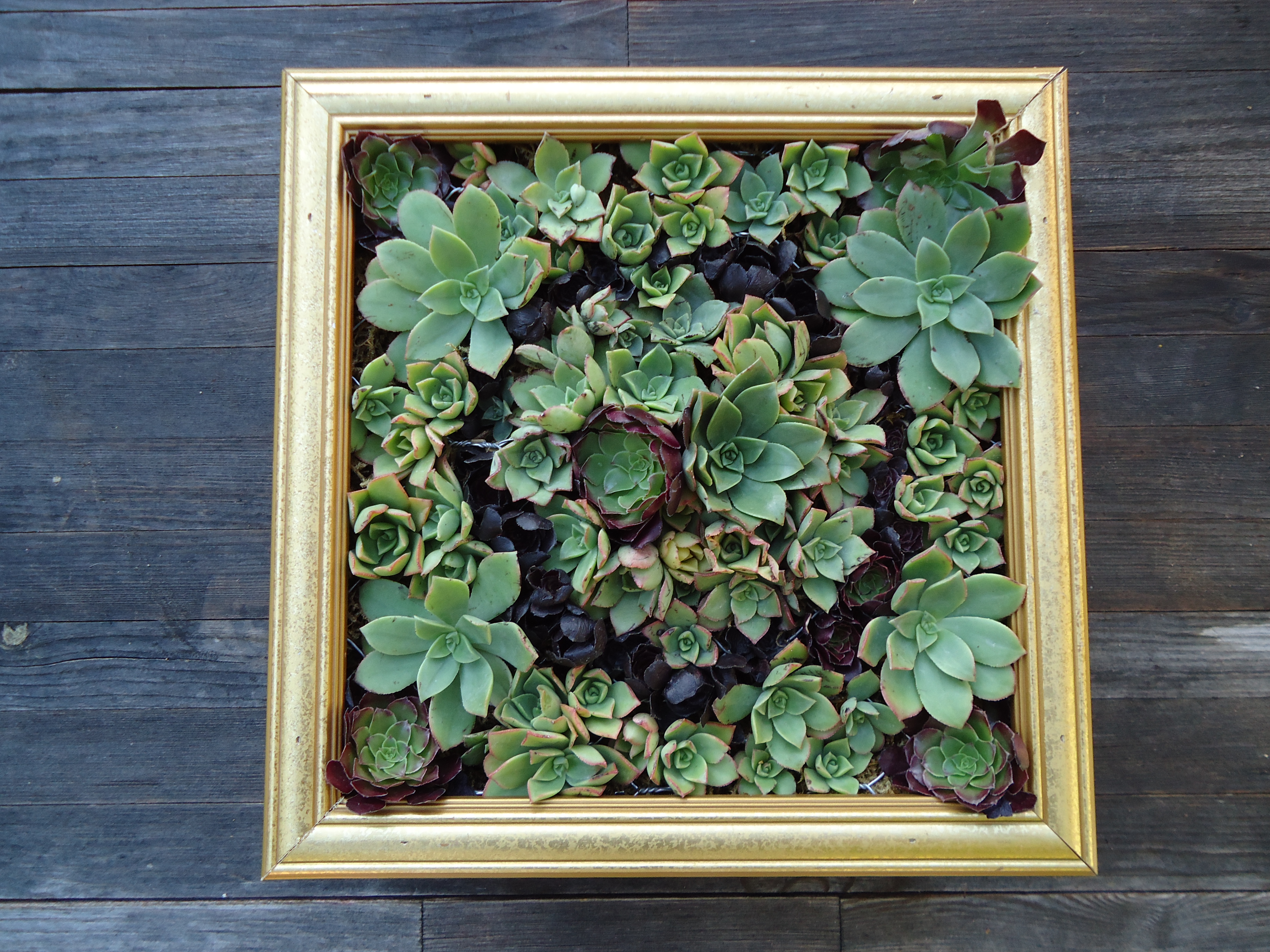 Succulent Wall Art