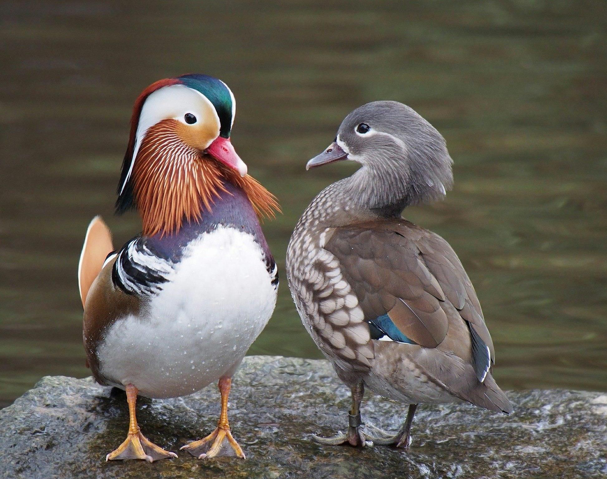 Birdwatching