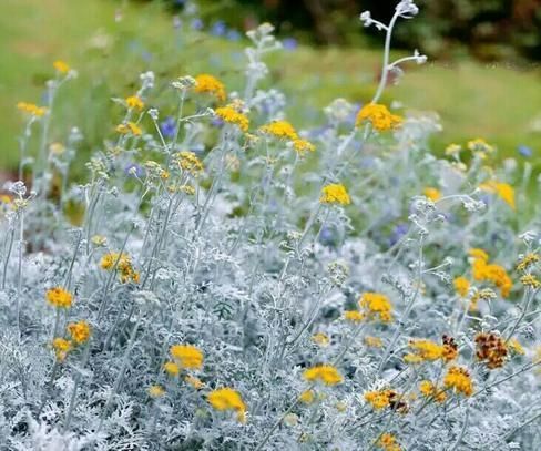 How to Grow and Care for Crossostephium Chinense
