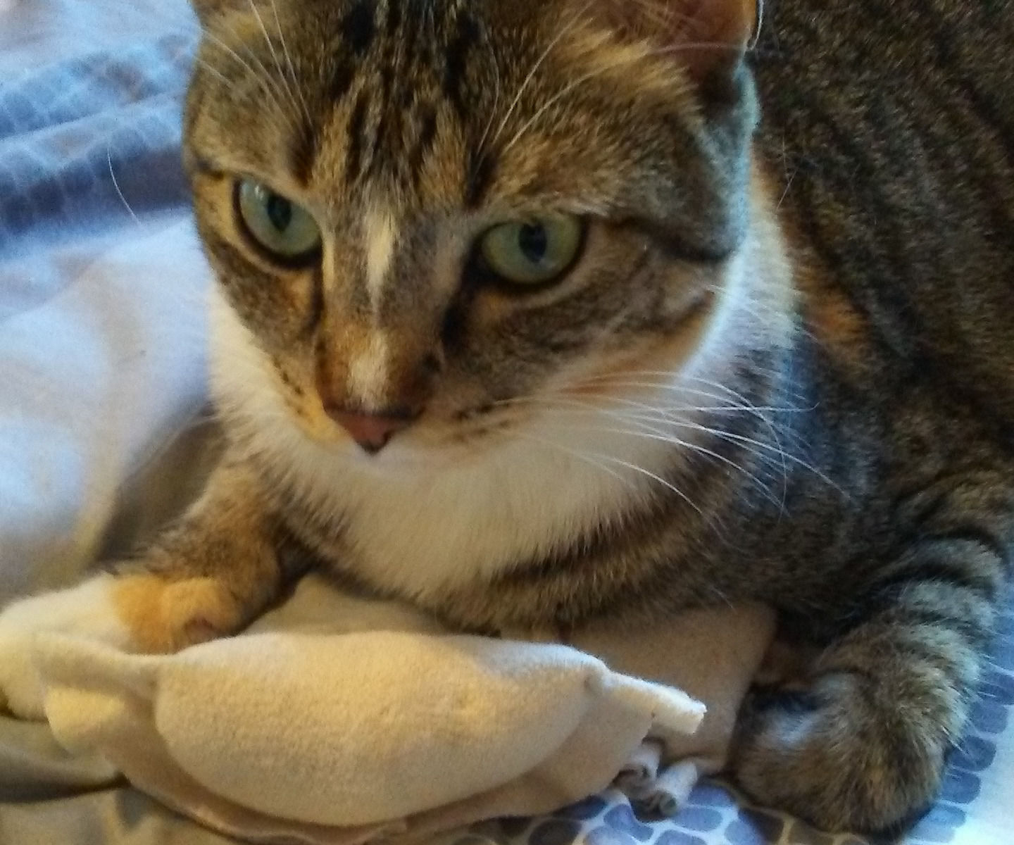 Easy Catnip Dumpling Toy