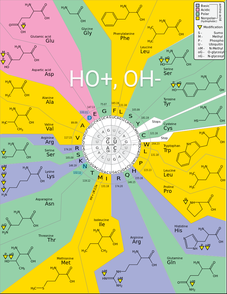 Molecular codon graph for biochemical, HO+ is Hydroxide, OH- is Oxyhydride - Wikipedia21 v2.svg~2.png