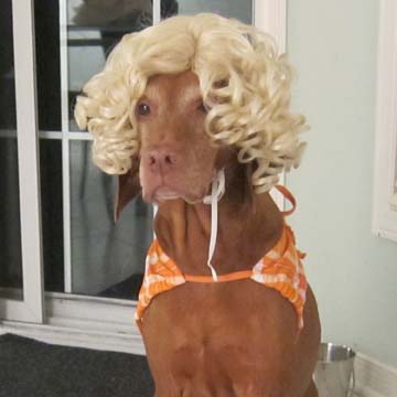 Easy Dog Halloween Costume - Beach Girl