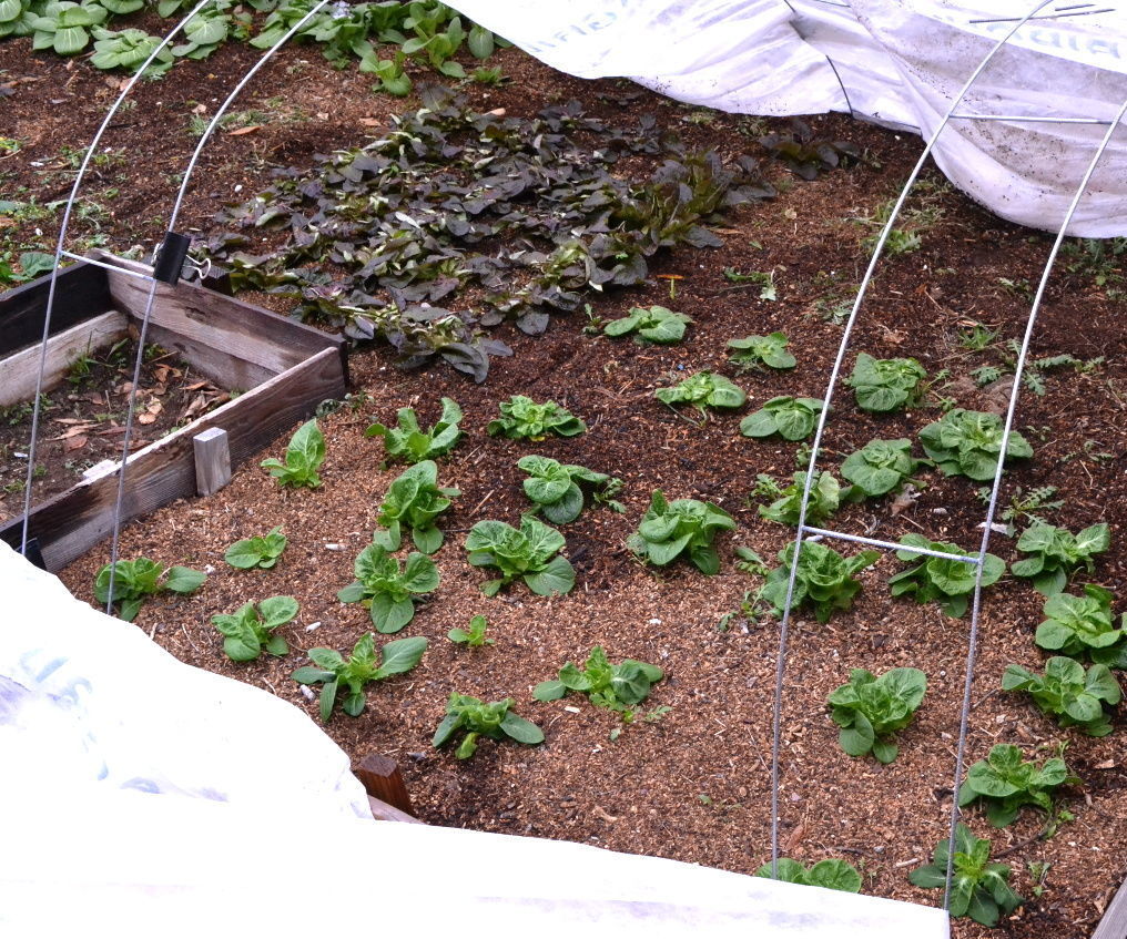 Rustic Minimalist Raised Vegetable Bed