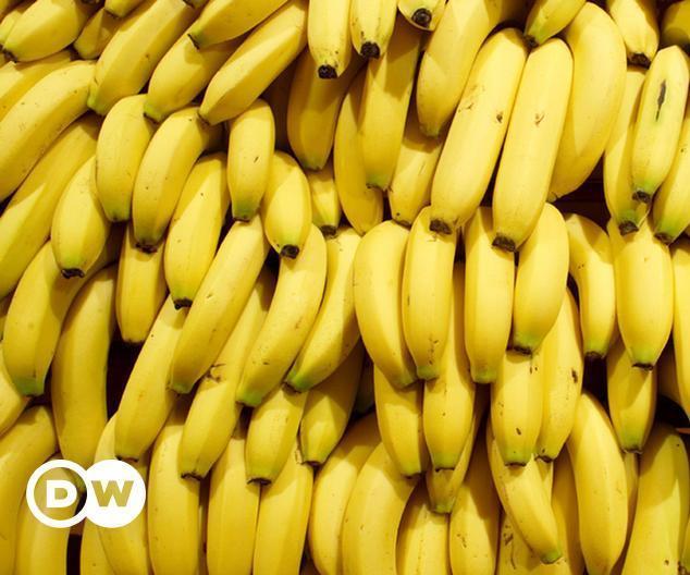Instruções Para a Montagem Do Sistema De Controle De Qualidade Da Produção Da Banana No Arduino UNO