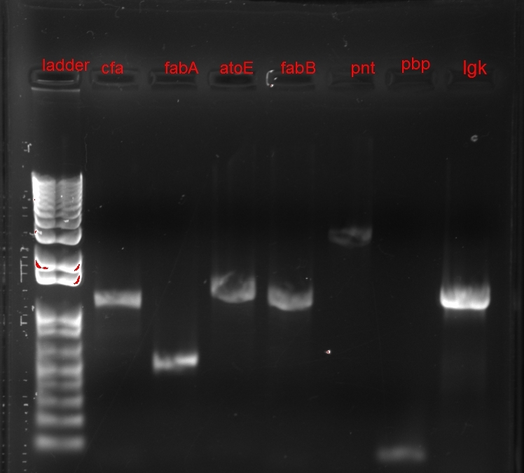 How to Prepare an Electrophoresis Argarose Gel