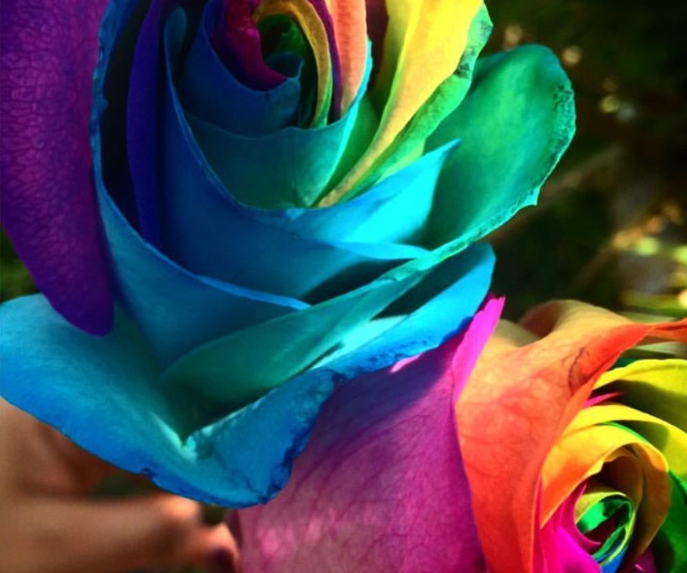 Colorful Flower