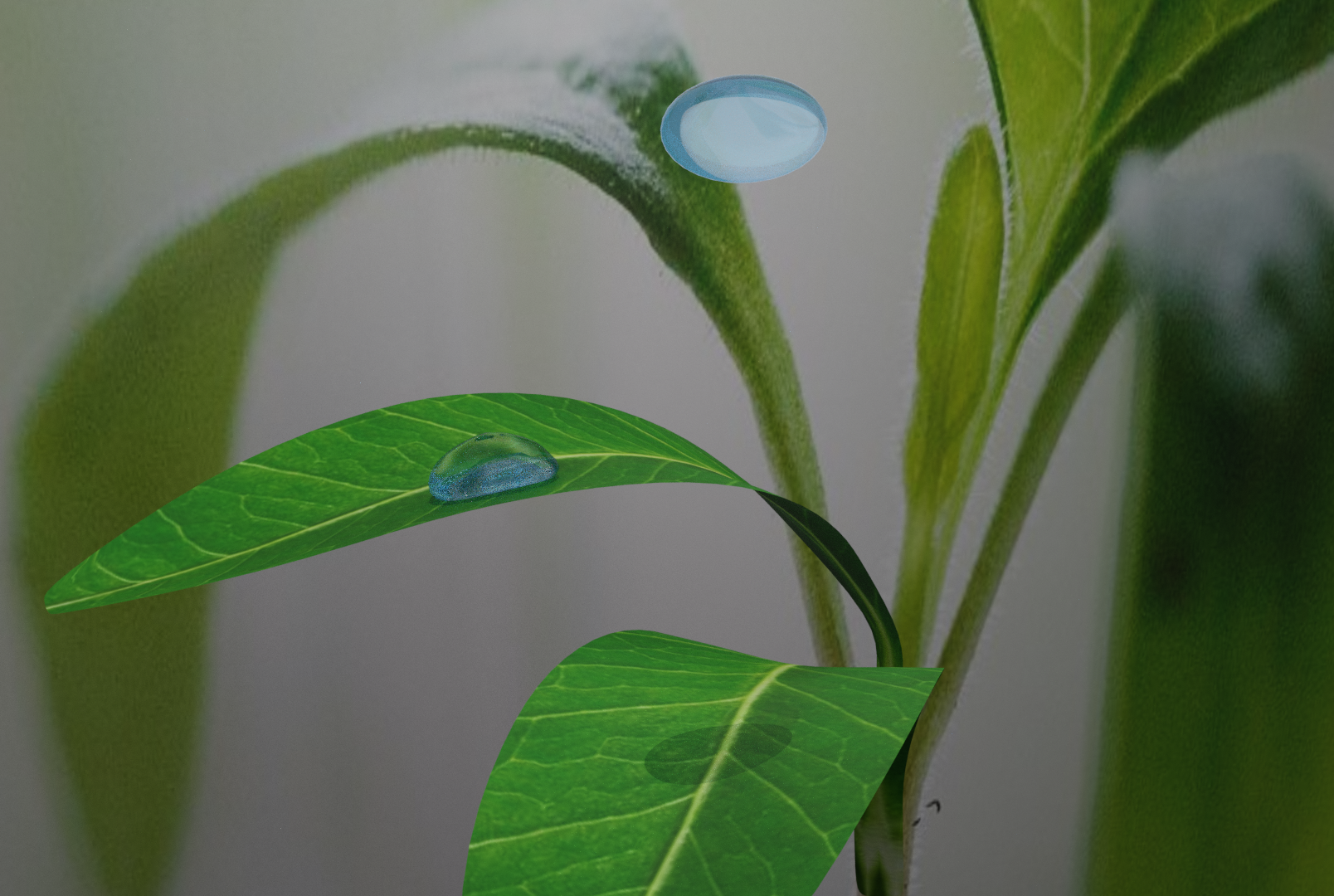 Bouncing Rain Droplets