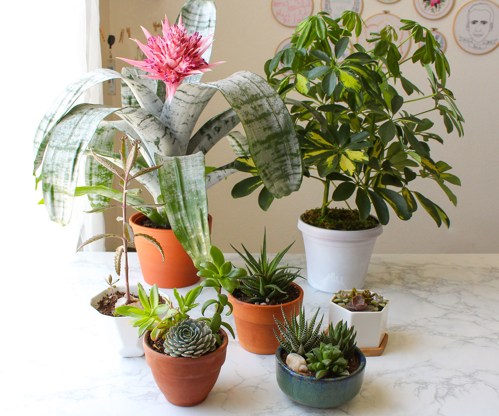 How to Choose the Right Pot or Planter for a Plant