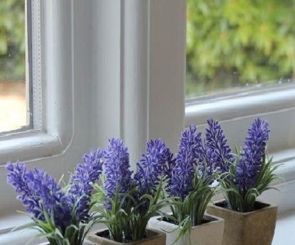 Tips for Growing Lavender Indoors
