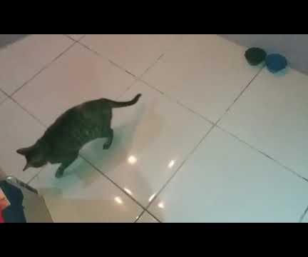 Automatic Laser Pointer for Cats