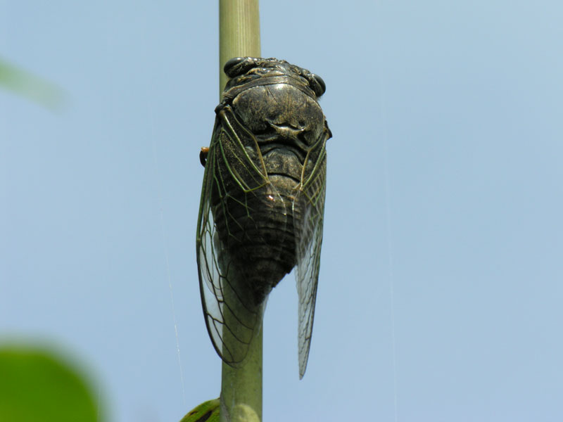 How to Eat Cicada. Get Prepared for Great Famine!