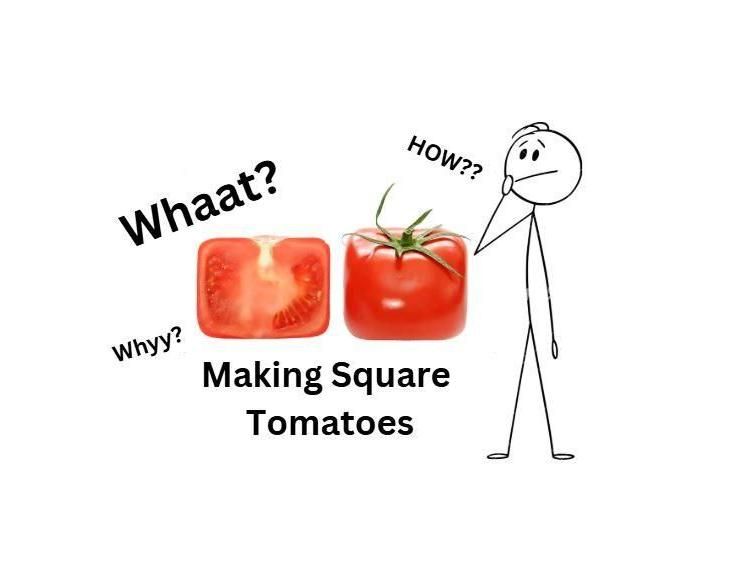 Making Square Tomatoes = Reducing Carbon Emissions
