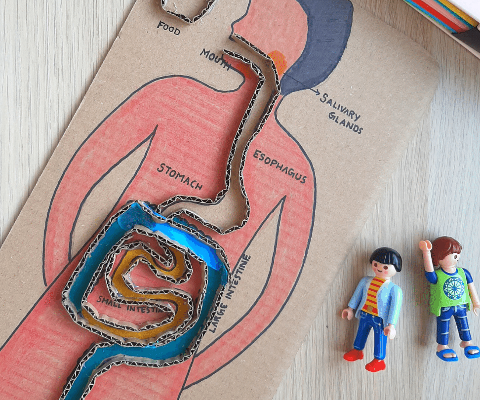 Interactive Digestive System