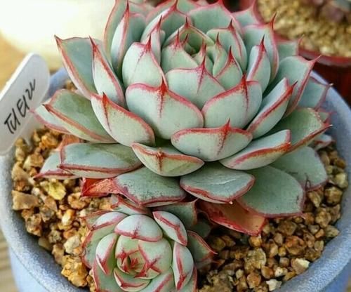 Echeveria Fabiola Profile
