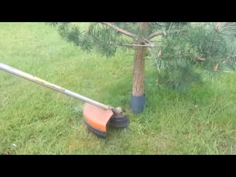 HOW TO CUT GRASS AROUND TREES WITHOUT HITTING BARK | BRUSH CUTTER,LAWN MOWER,EDGE TRIMMER PROTECTION