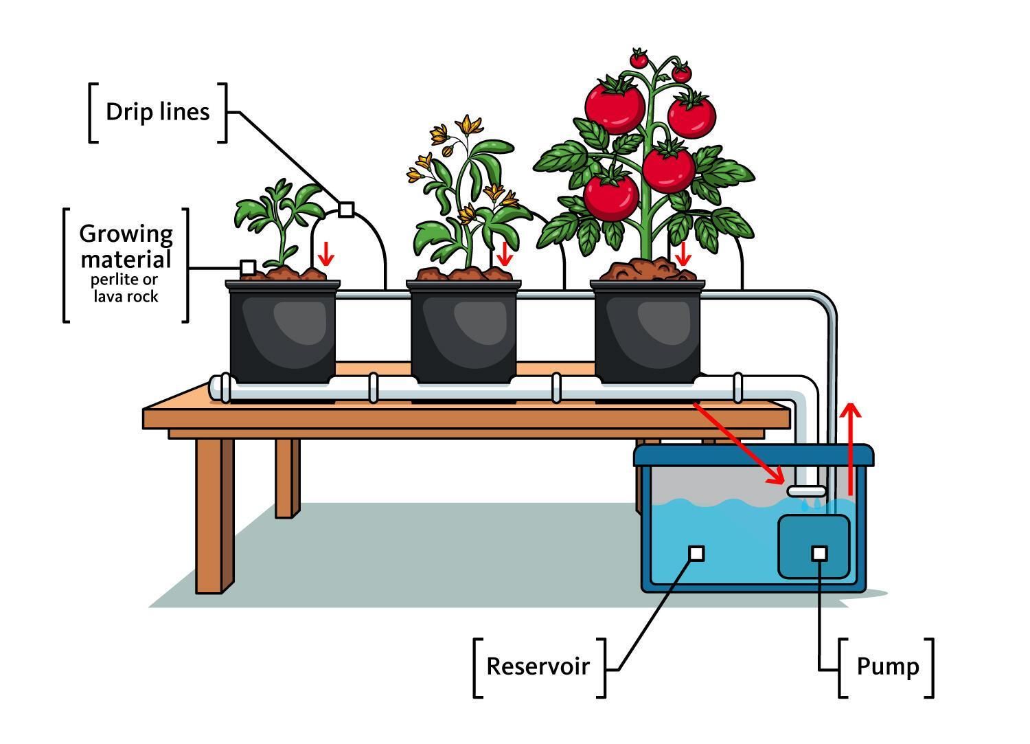 Dutch Bucket Hydroponic System