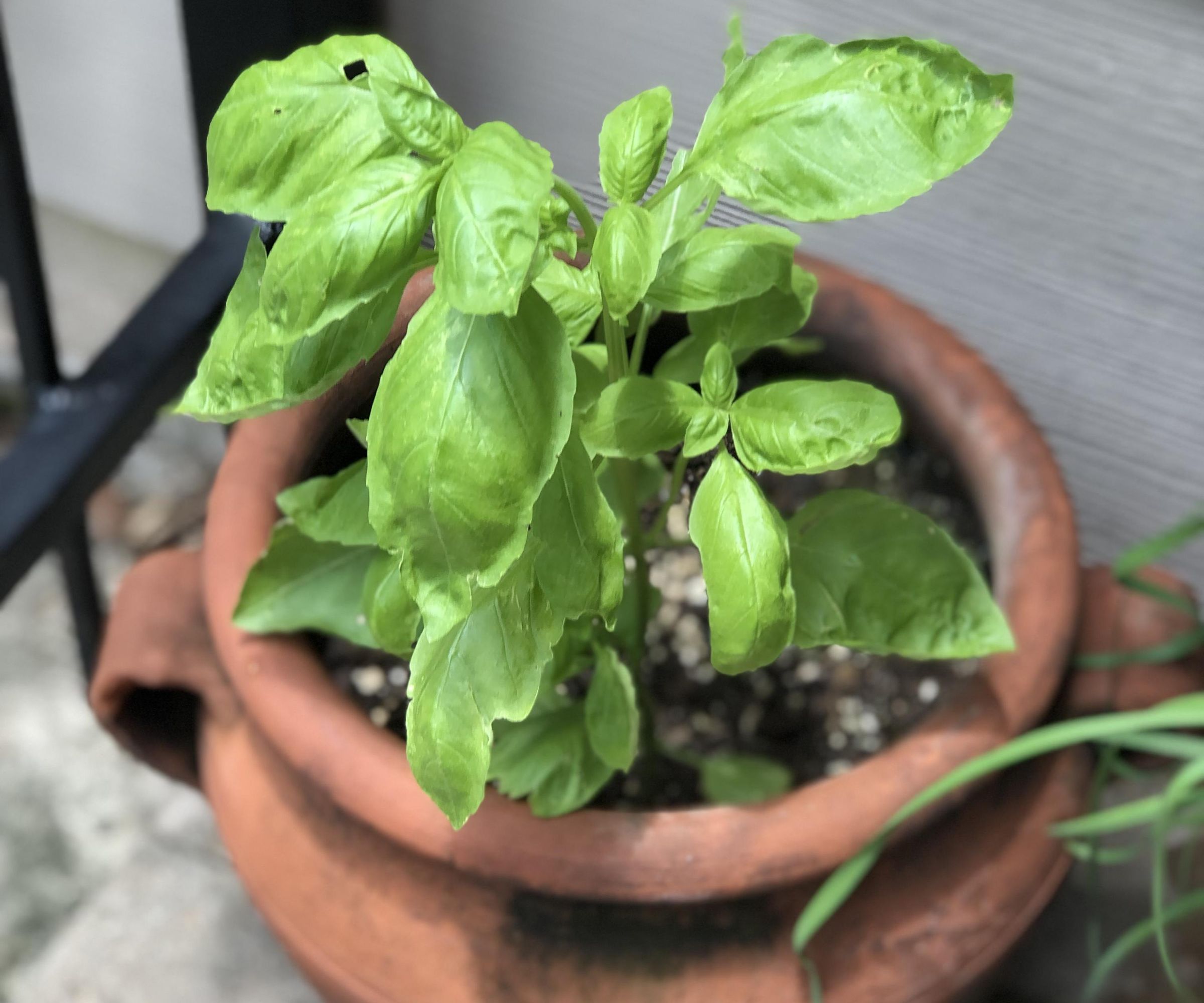 How to Grow Fresh Basil