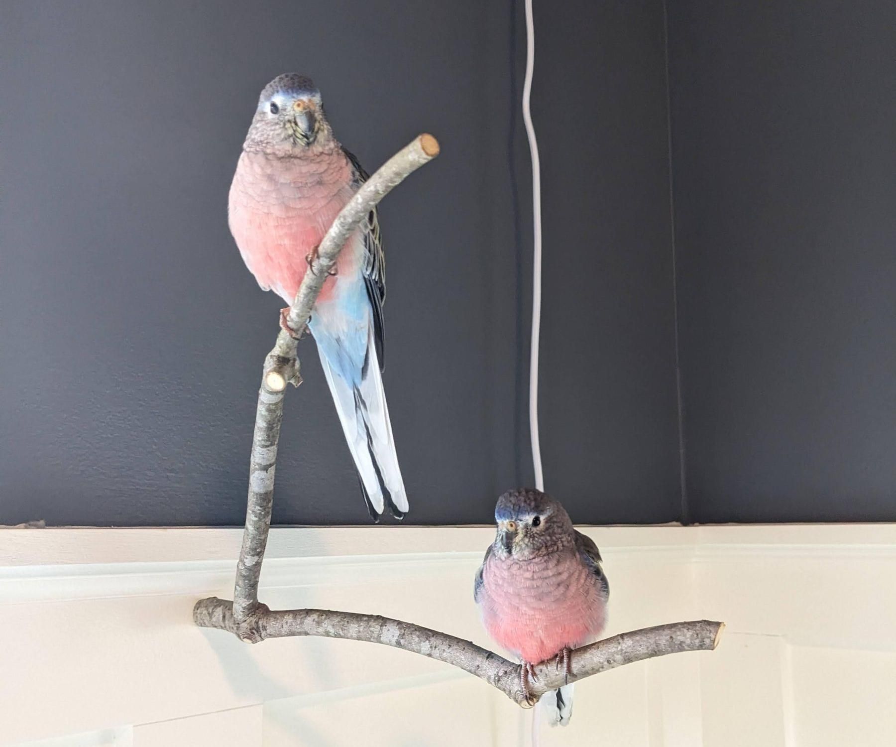 Removable Parrot Perches