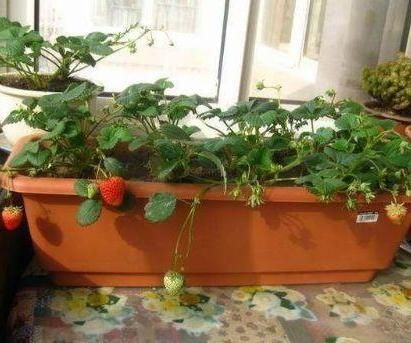 How to Grow Strawberries indoors in Winter